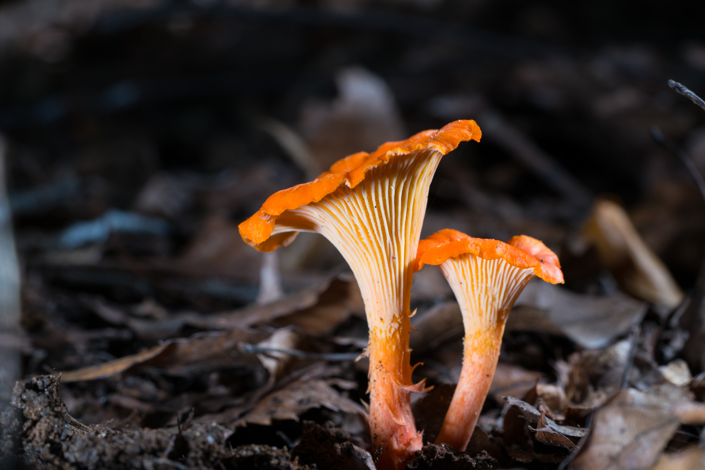 DSC04319.jpg