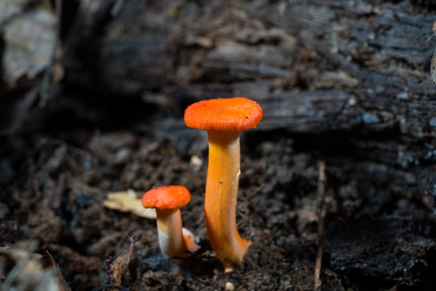 DSC04306.jpg