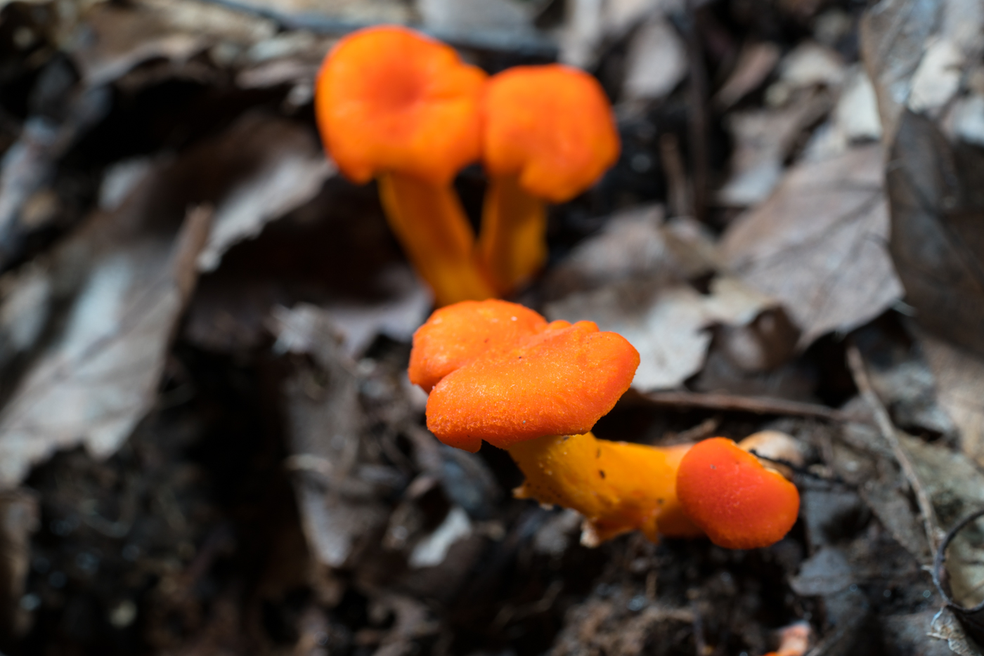 DSC04293.jpg