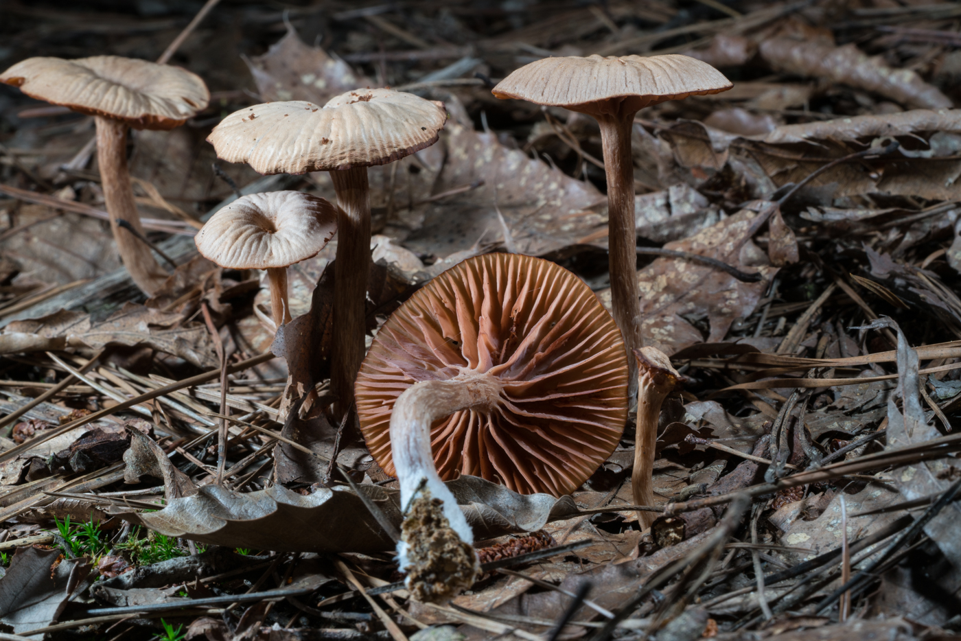 DSC03646.jpg