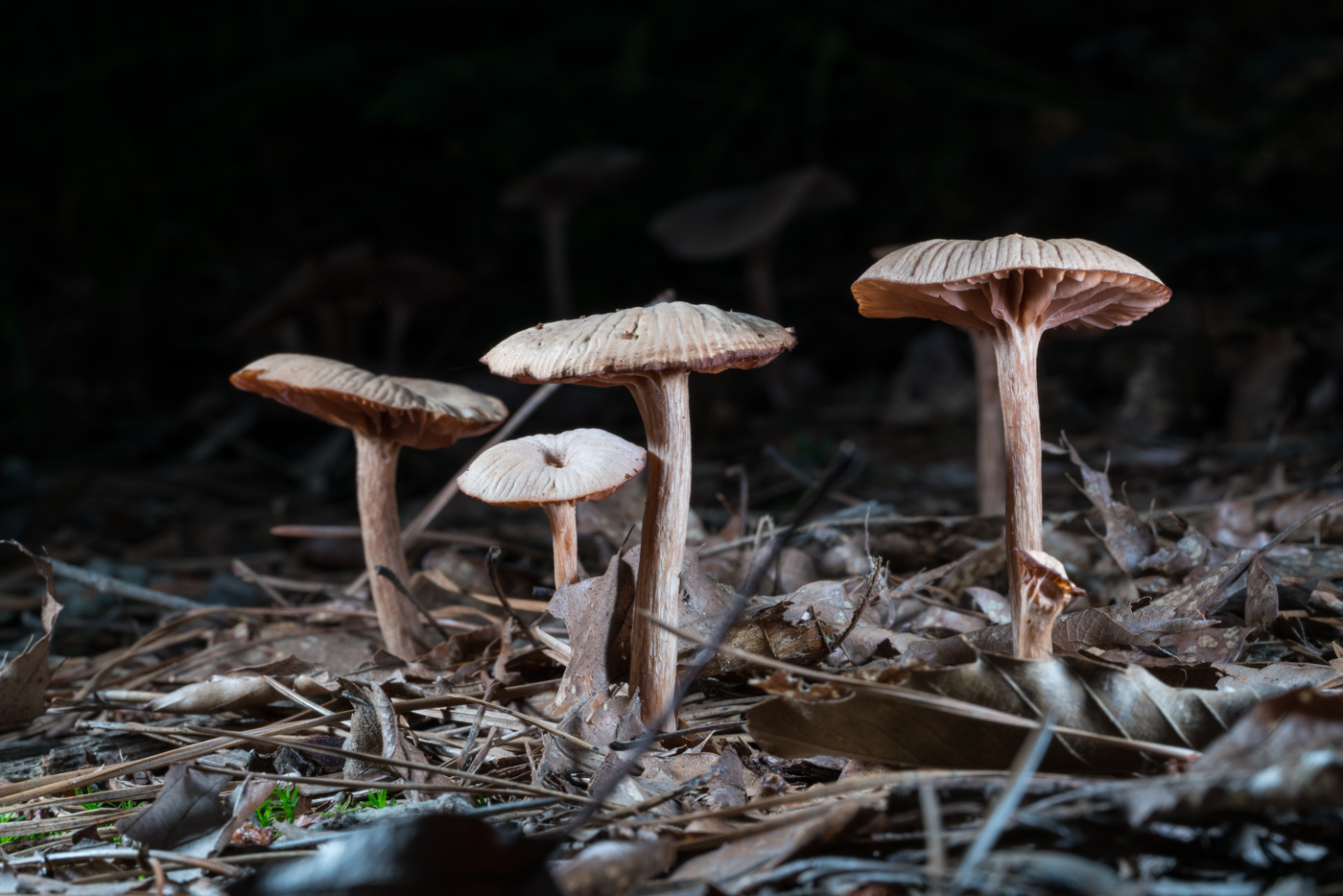 DSC03642.jpg