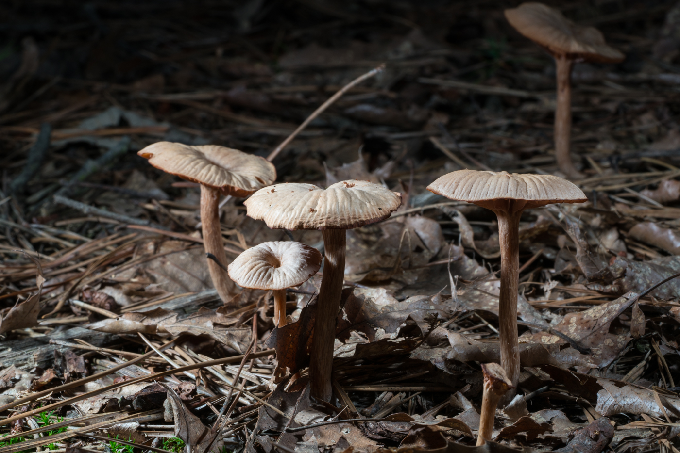 DSC03637.jpg