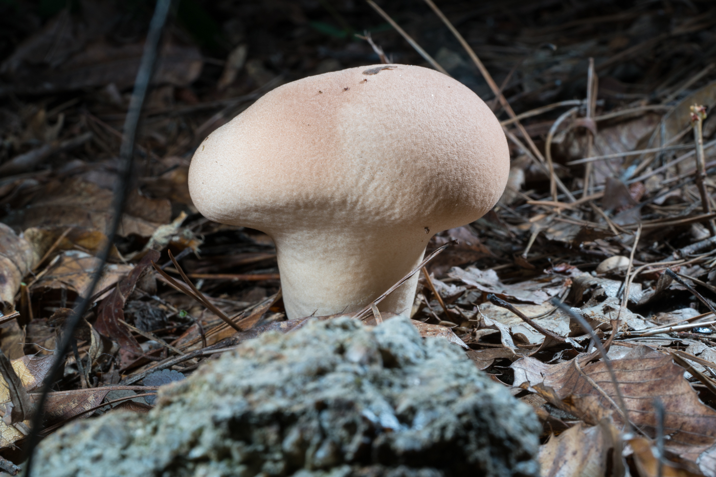 DSC03662.jpg