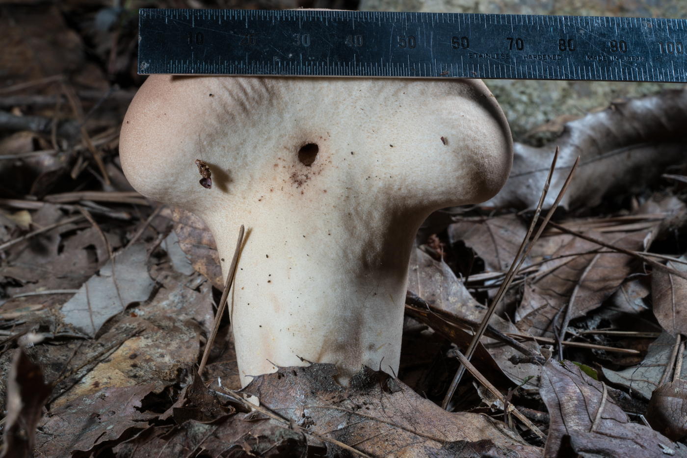 DSC03652.jpg