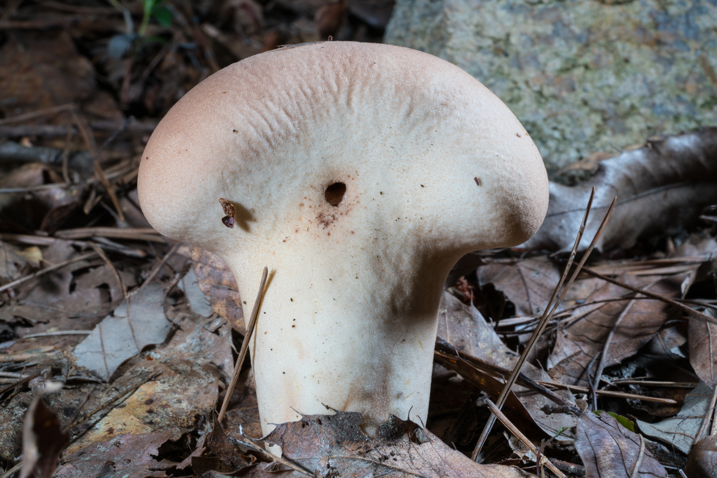 DSC03649.jpg