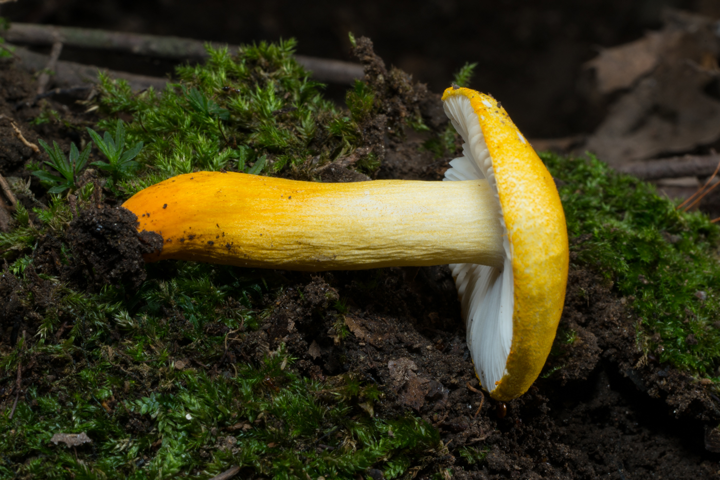 YDY03586.jpg