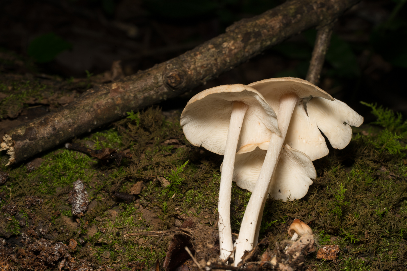 a7d0a4dc0ecfd26892b738505b28f1d9.jpg