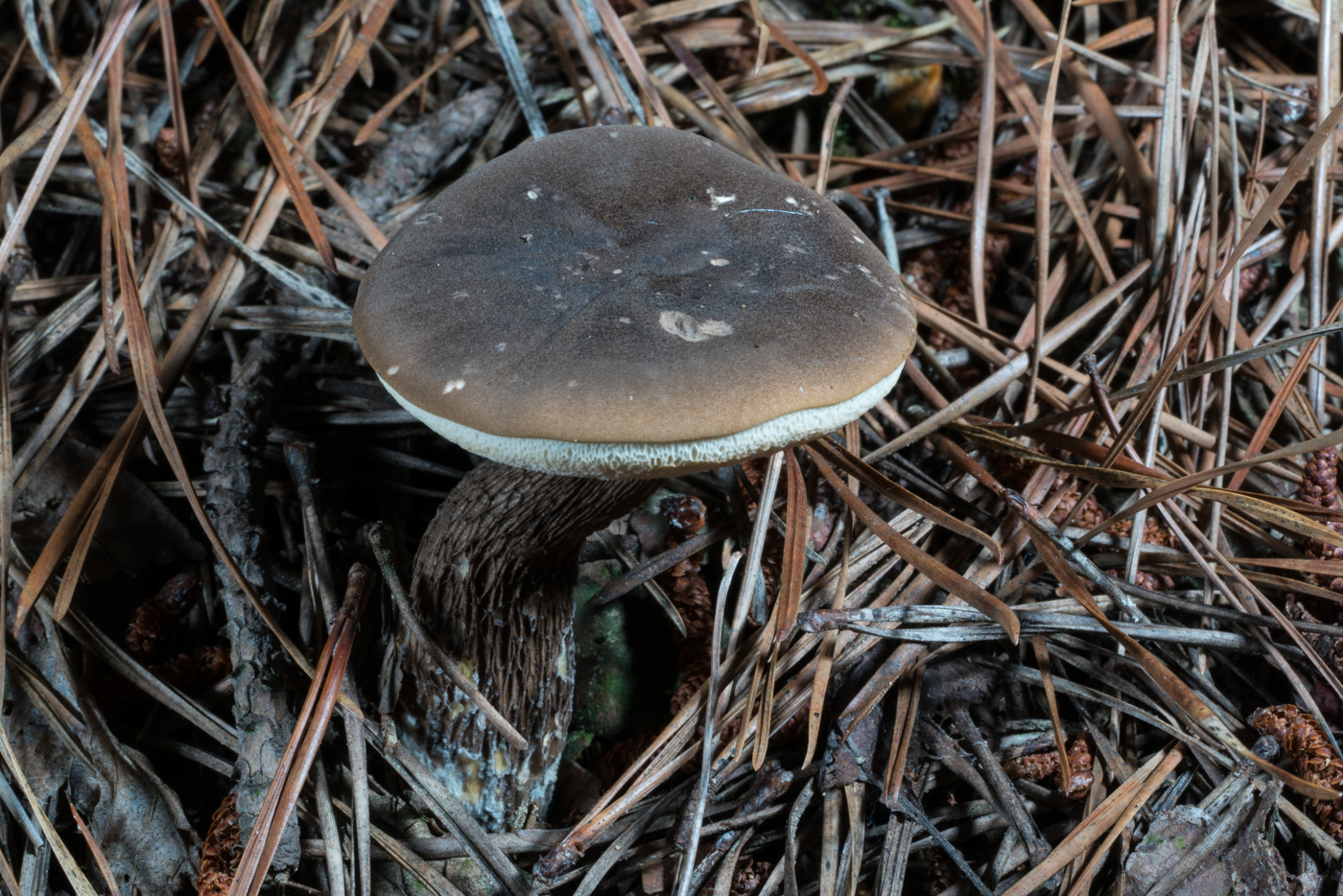 DSC03598.jpg