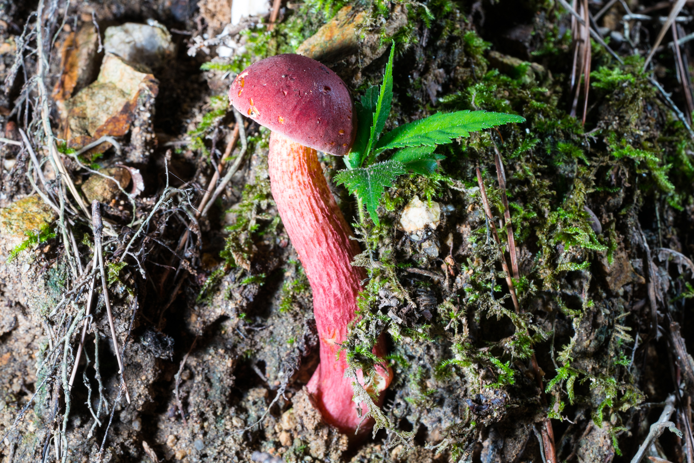 DSC03704.jpg