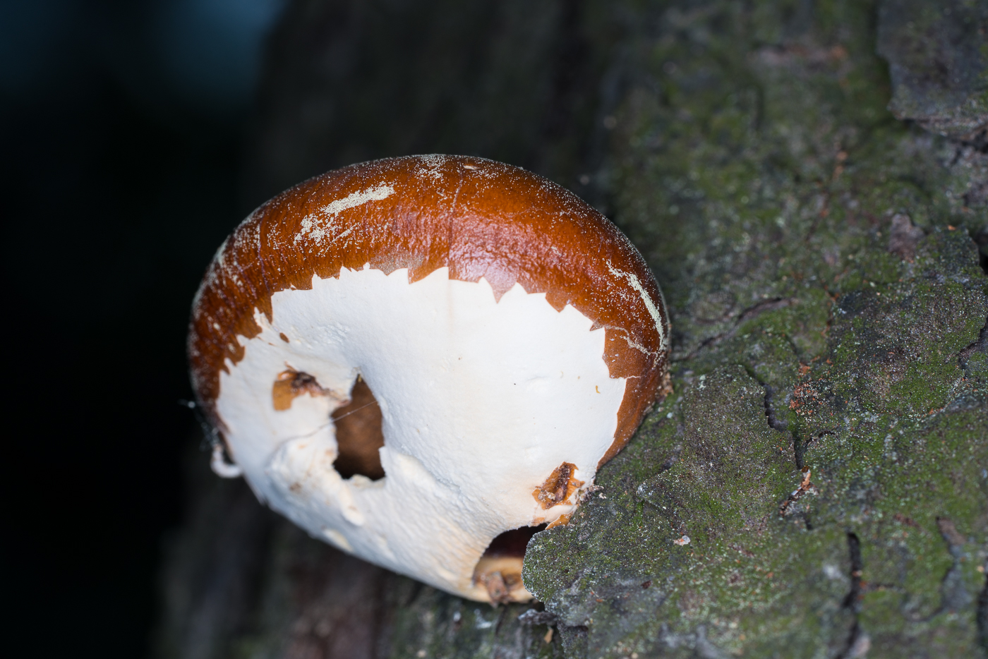 DSC02732.jpg