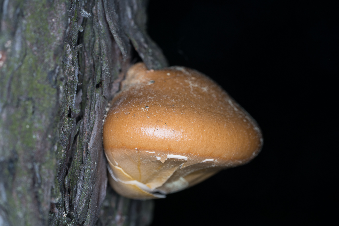 DSC02731.jpg