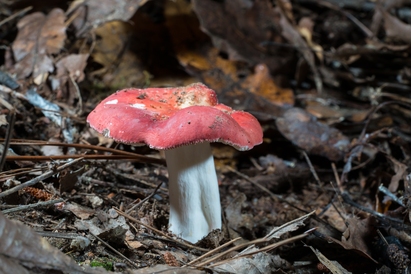 DSC03672.jpg