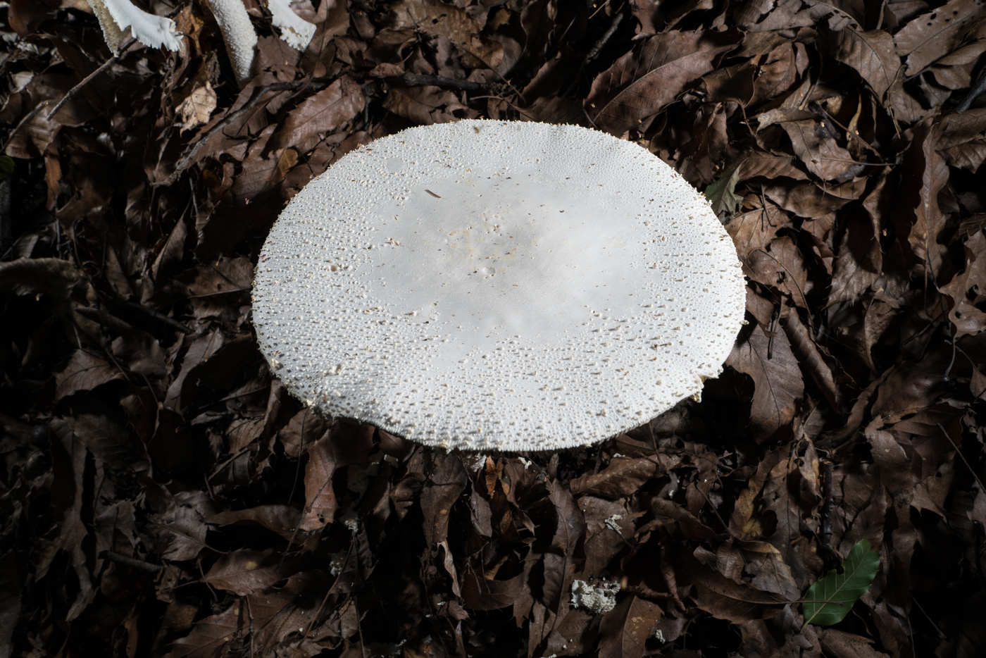 DSC04211.jpg