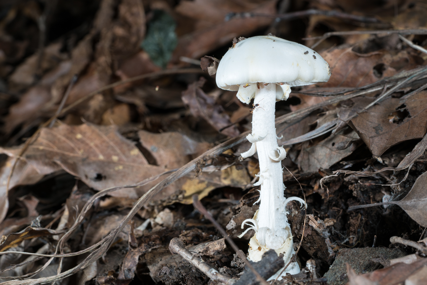 DSC04229.jpg