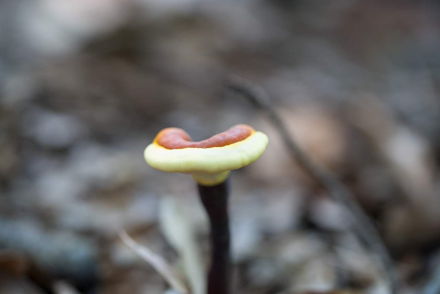 DSC04110.jpg
