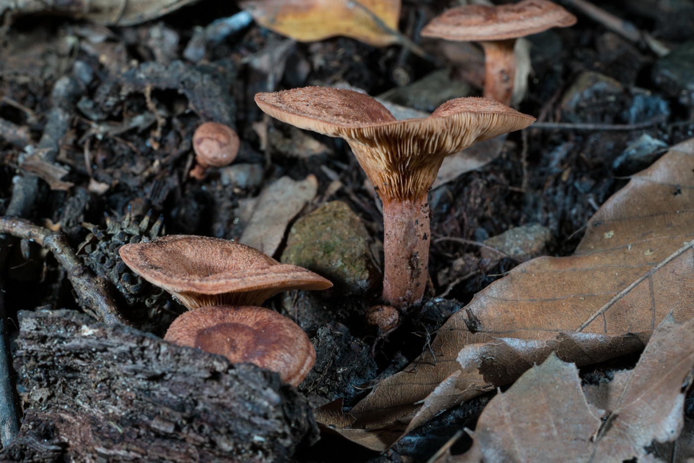 DSC04230.jpg