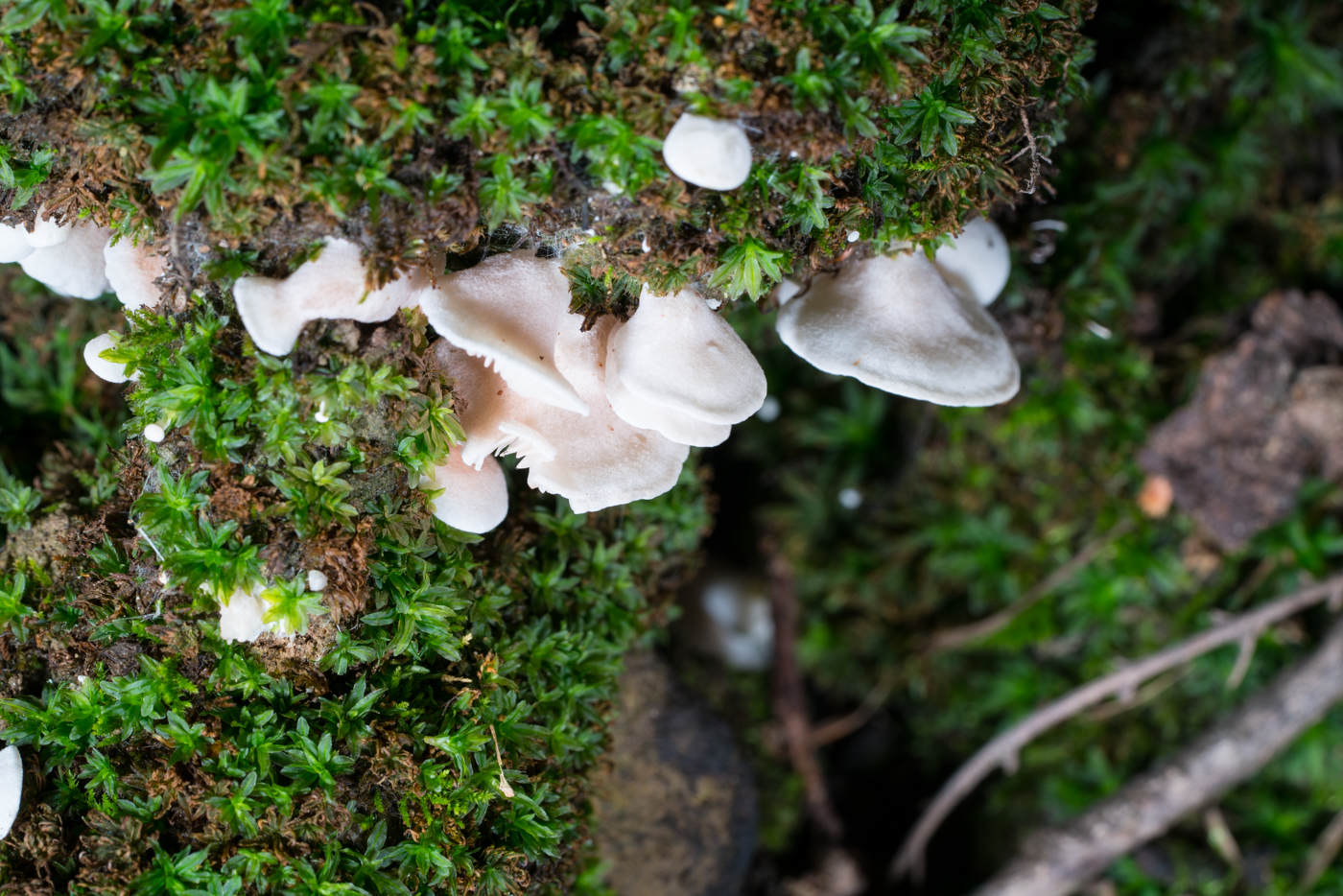 DSC04249.jpg
