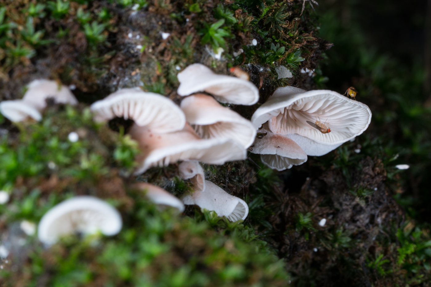 DSC04243.jpg