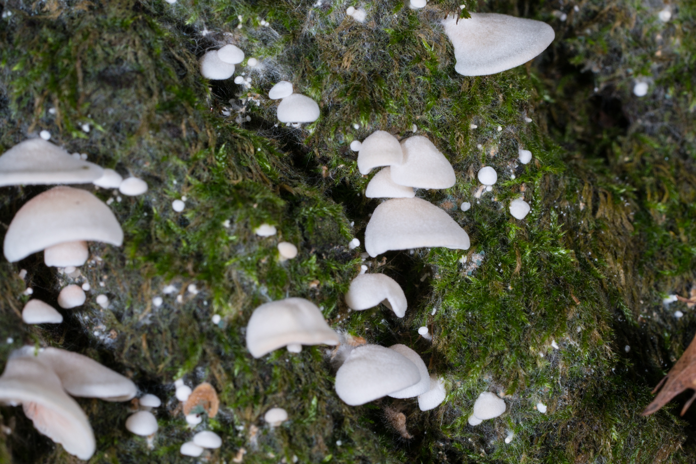 DSC04238.jpg
