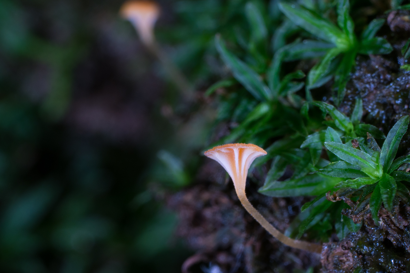 DSC04254.jpg