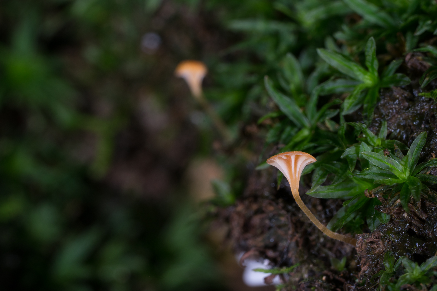 DSC04251.jpg