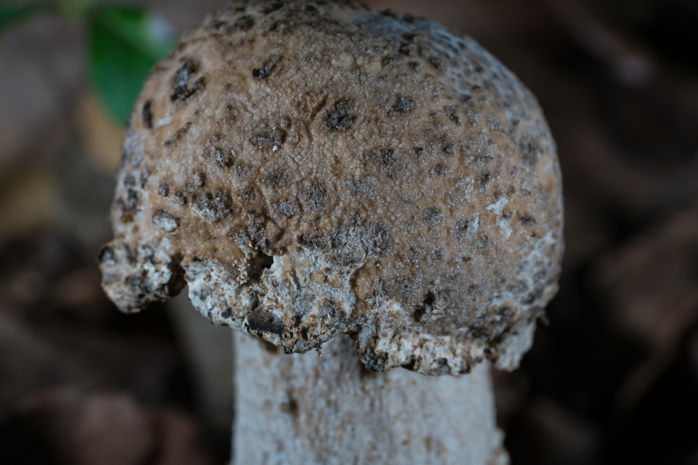 DSC04258.jpg