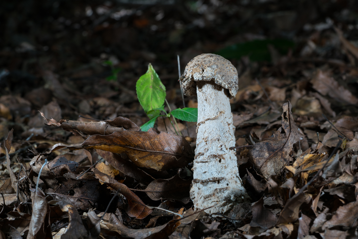 DSC04257.jpg