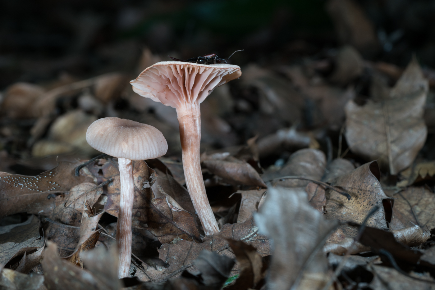 DSC04265.jpg