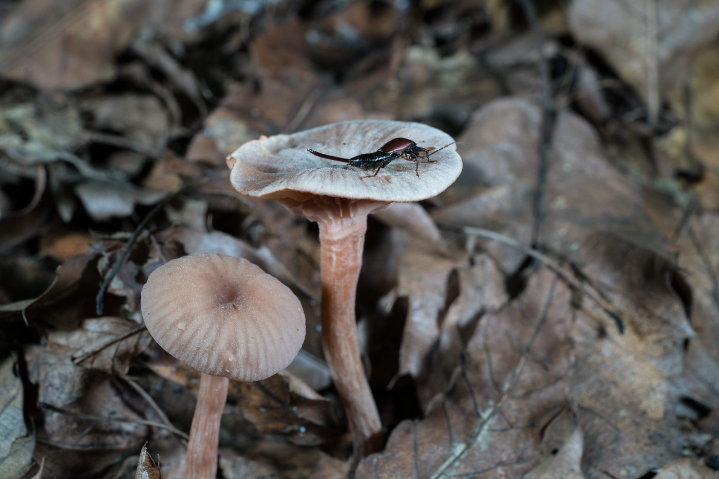 DSC04262.jpg
