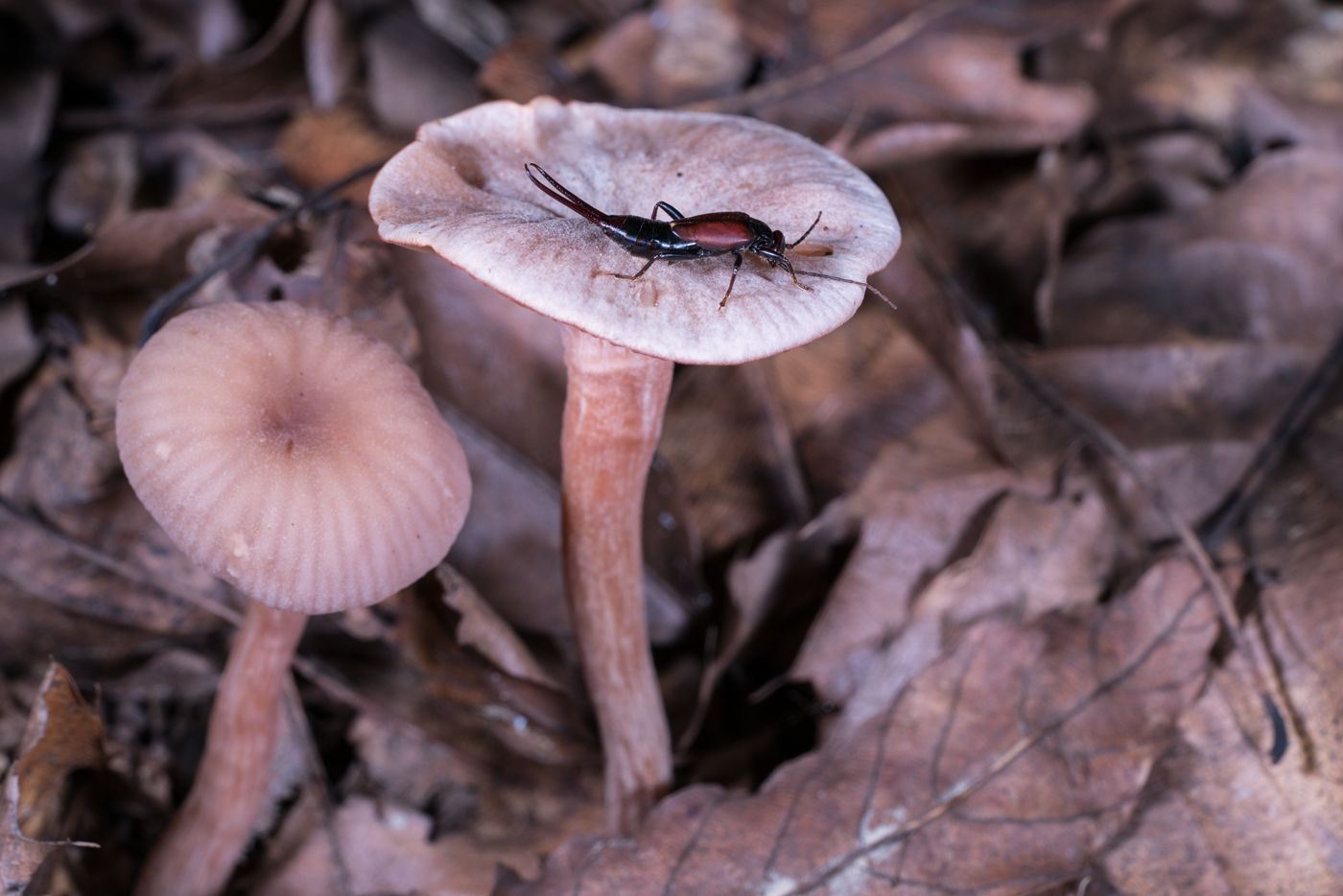 DSC04268.jpg