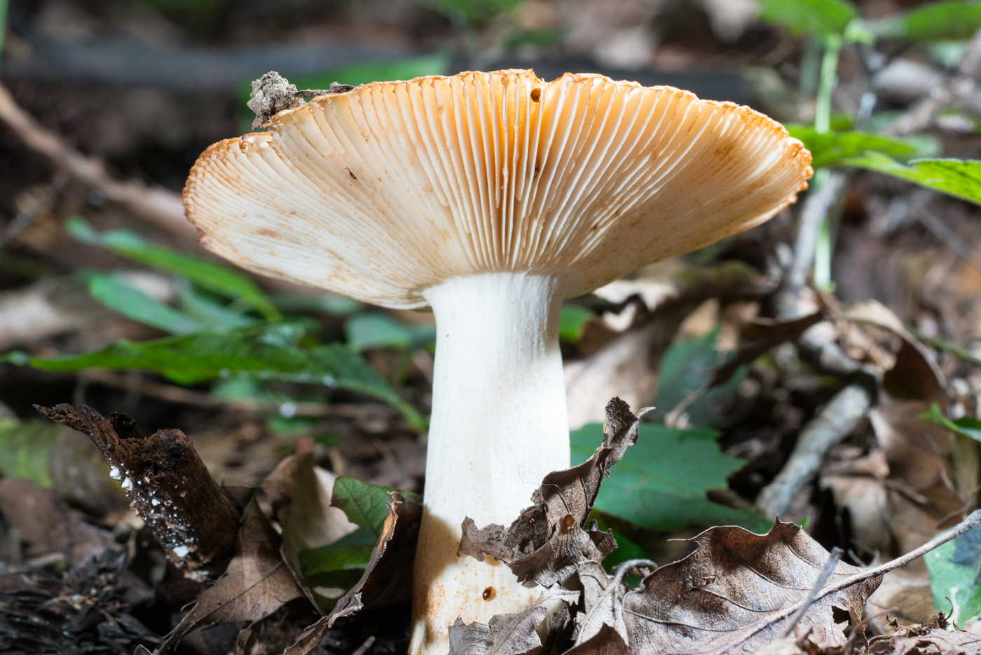 DSC04372.jpg
