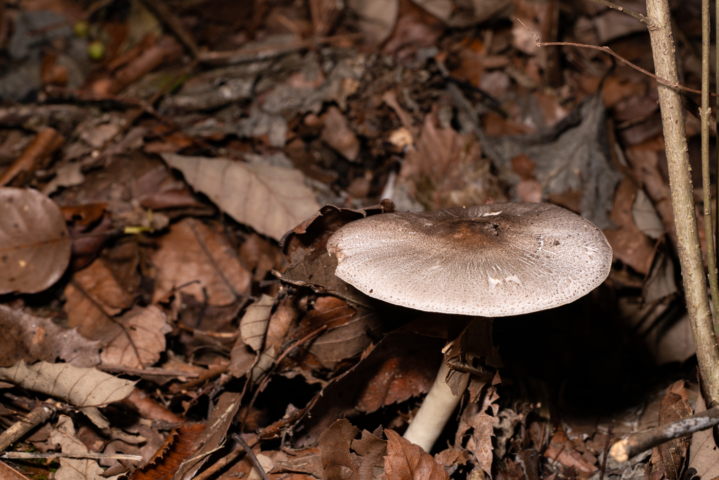 YDY09880.jpg