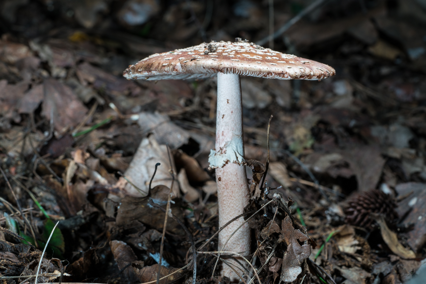 DSC04400.jpg