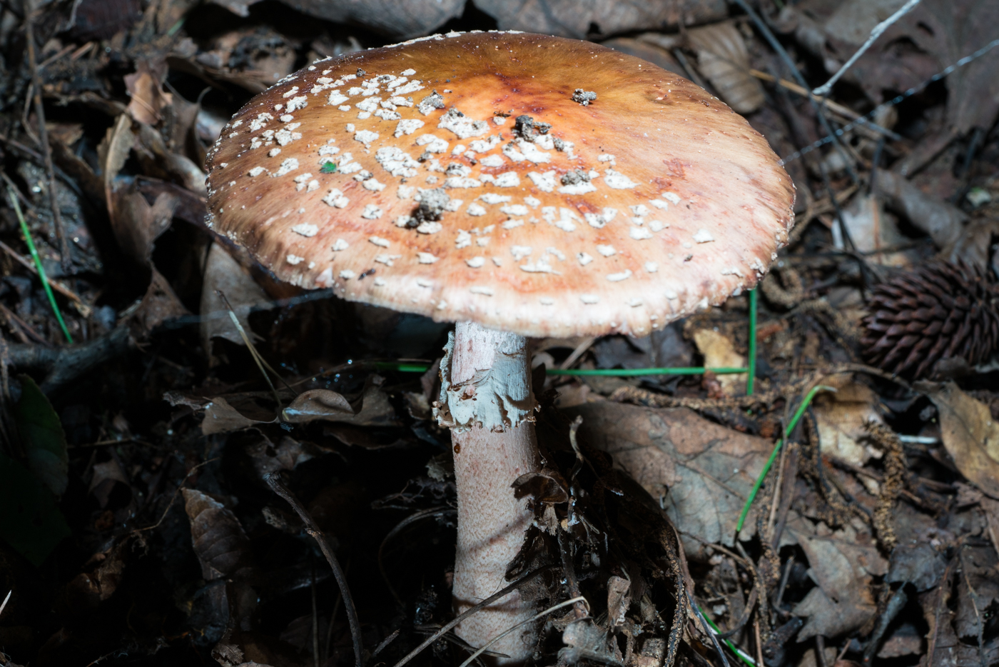 DSC04405.jpg