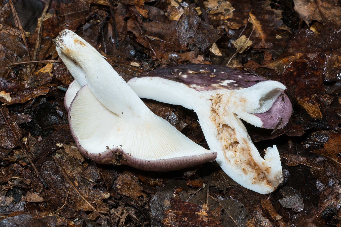 YDY03783.jpg