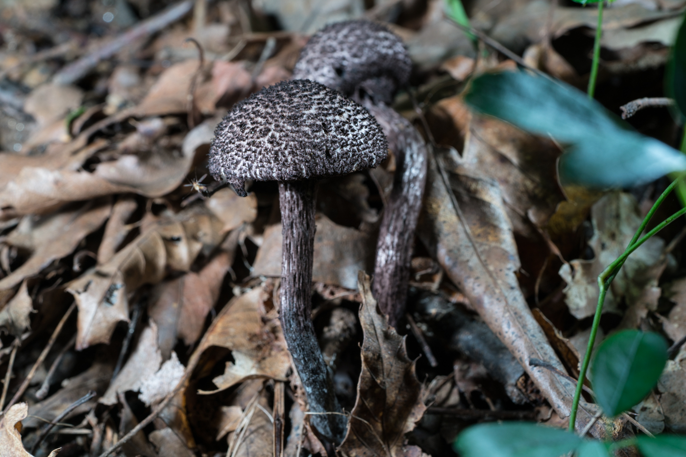 DSC04407.jpg