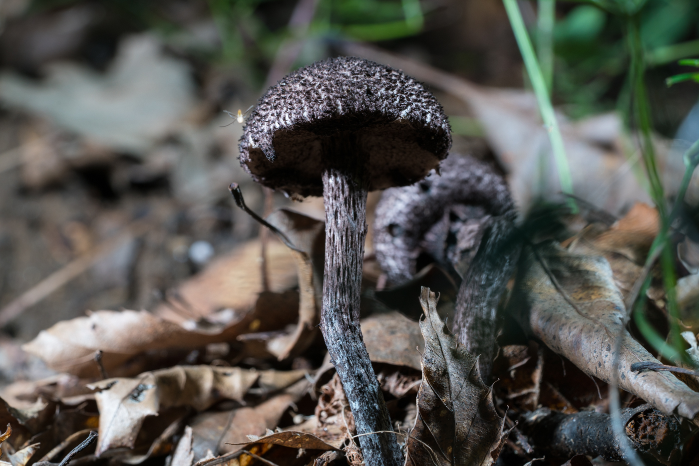 DSC04411.jpg