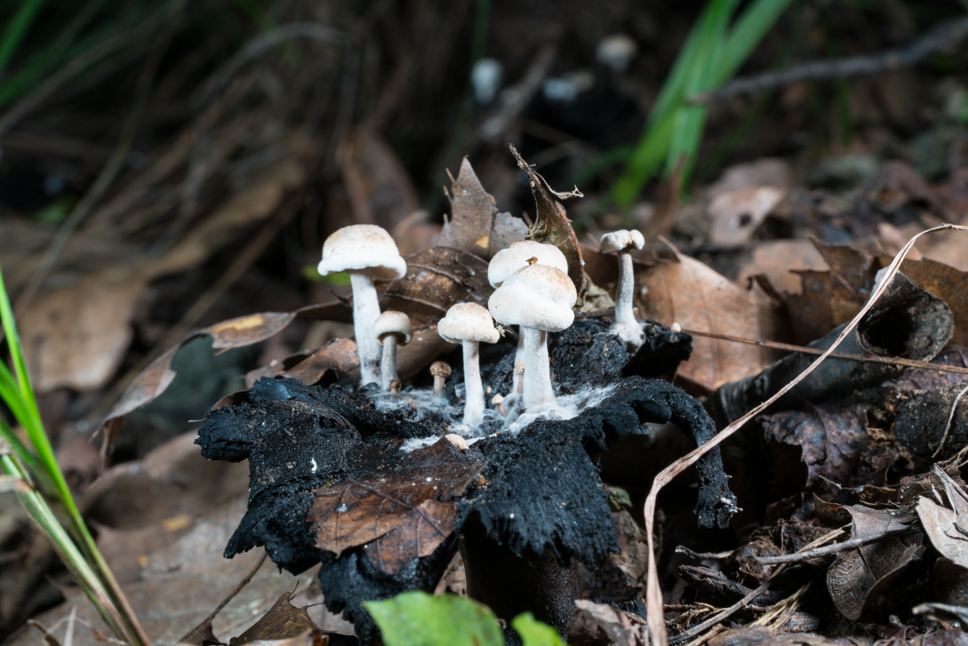 DSC04419.jpg
