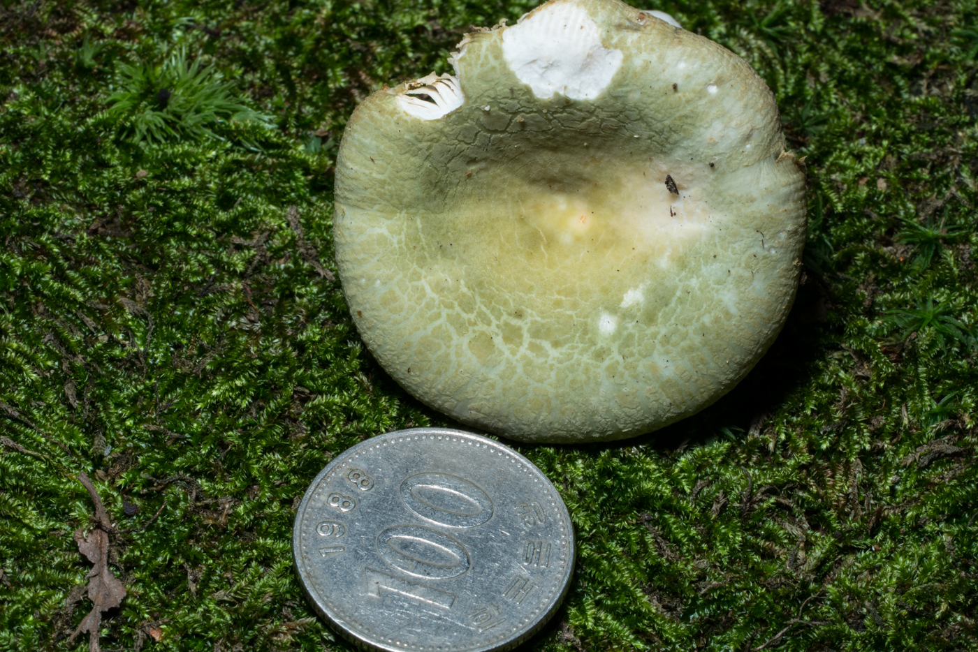 YDY04534.jpg