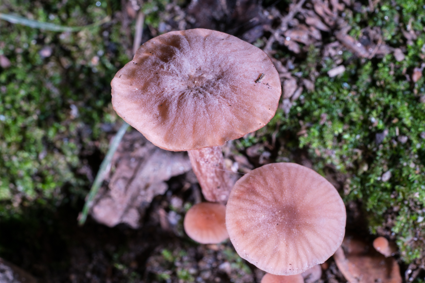 DSC04427.jpg