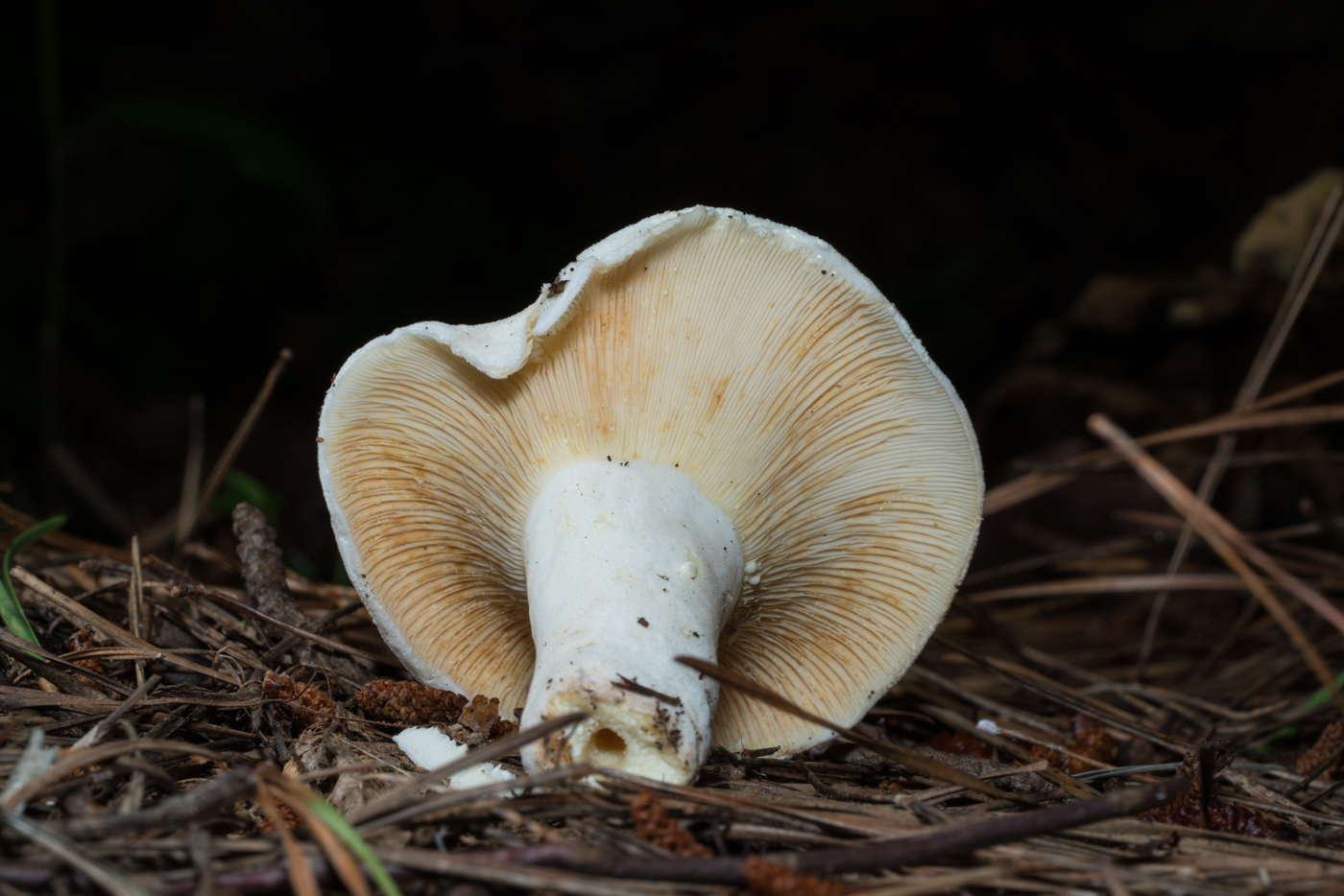 YDY04325.jpg