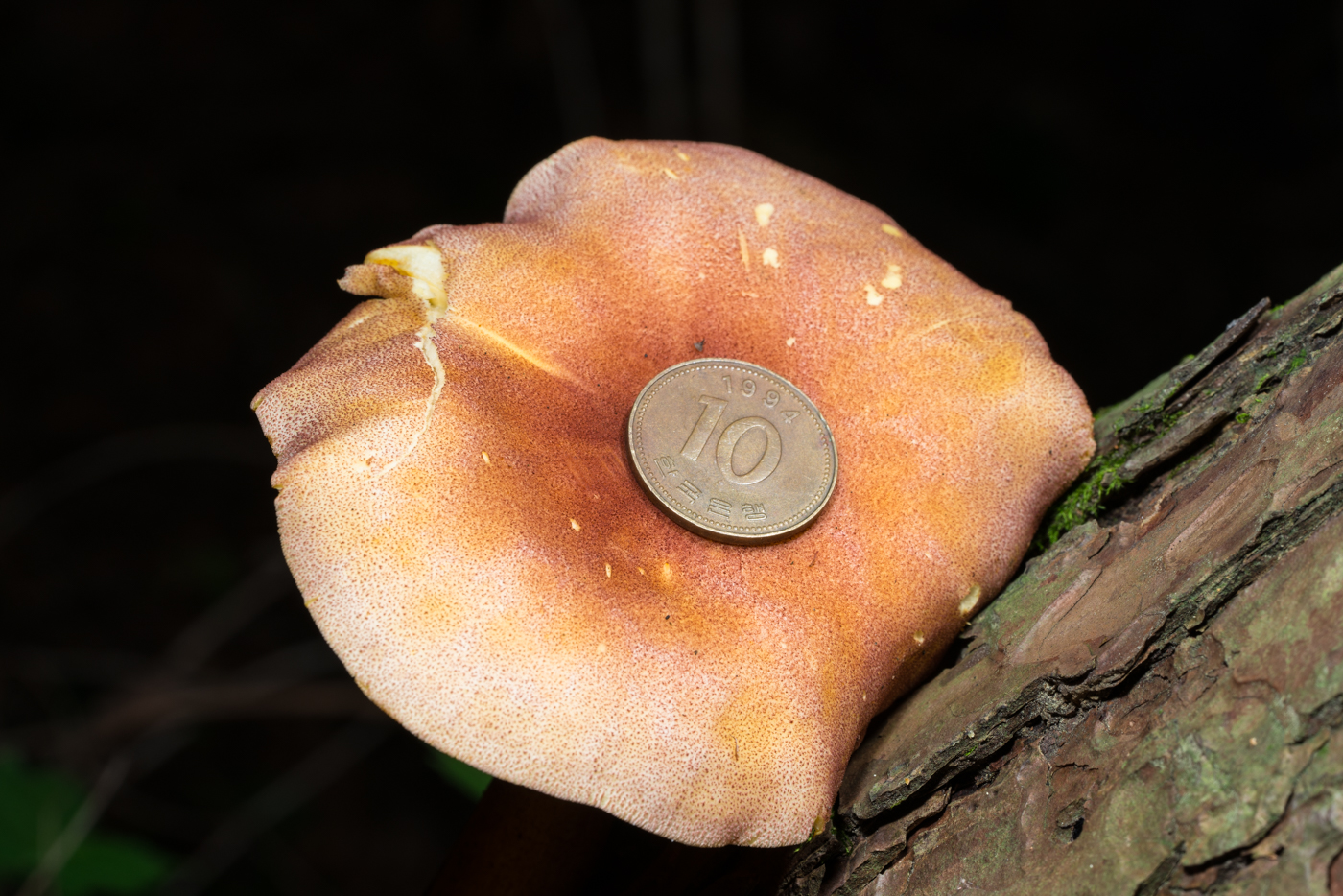 YDY04348.jpg