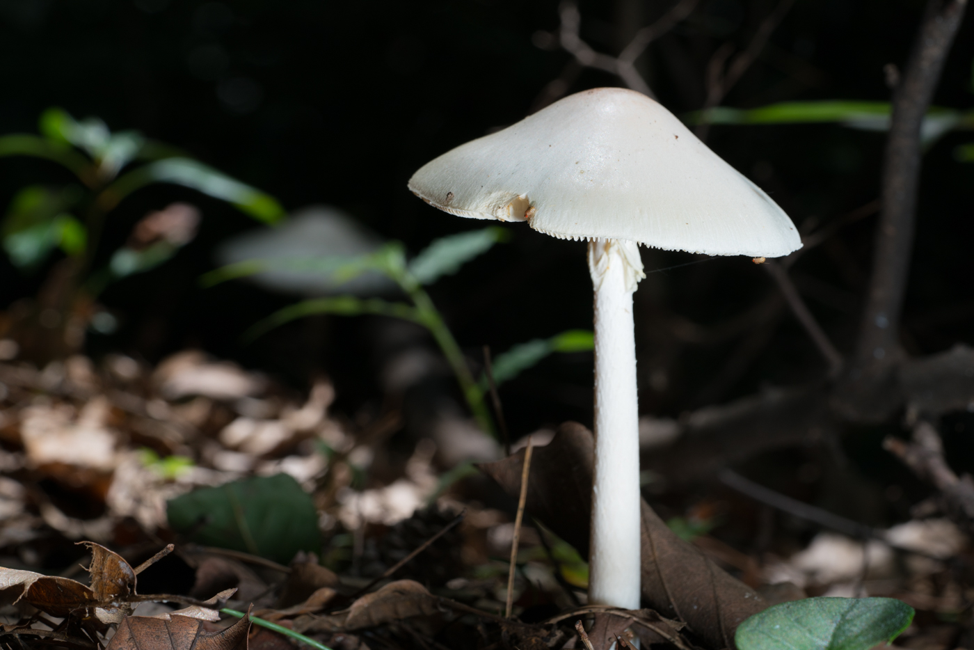 DSC04492.jpg