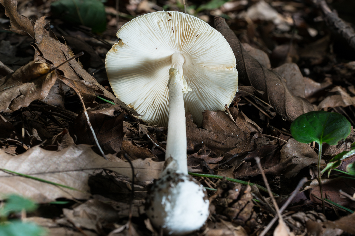 DSC04494.jpg