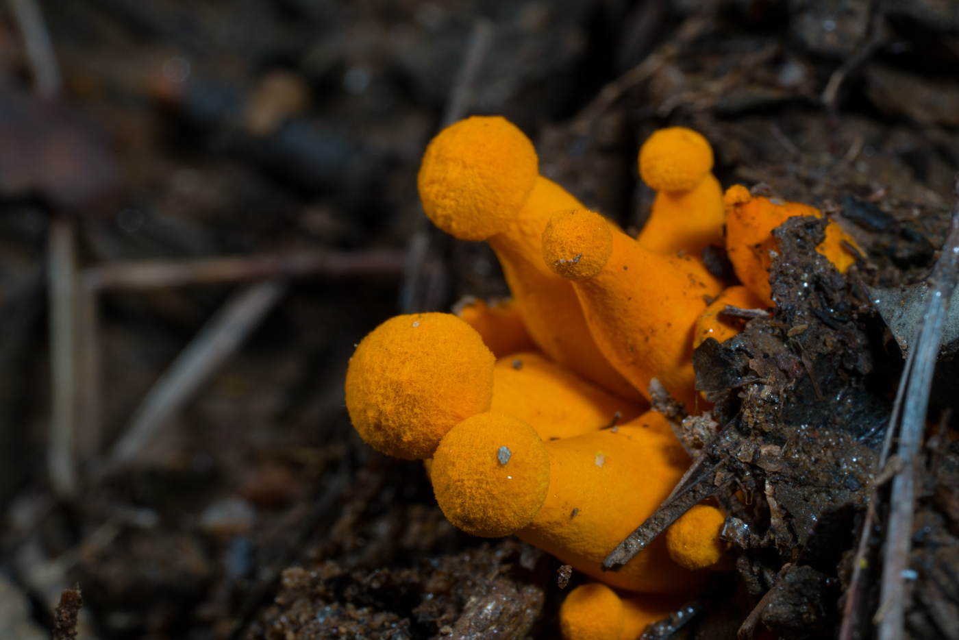 DSC04536.jpg