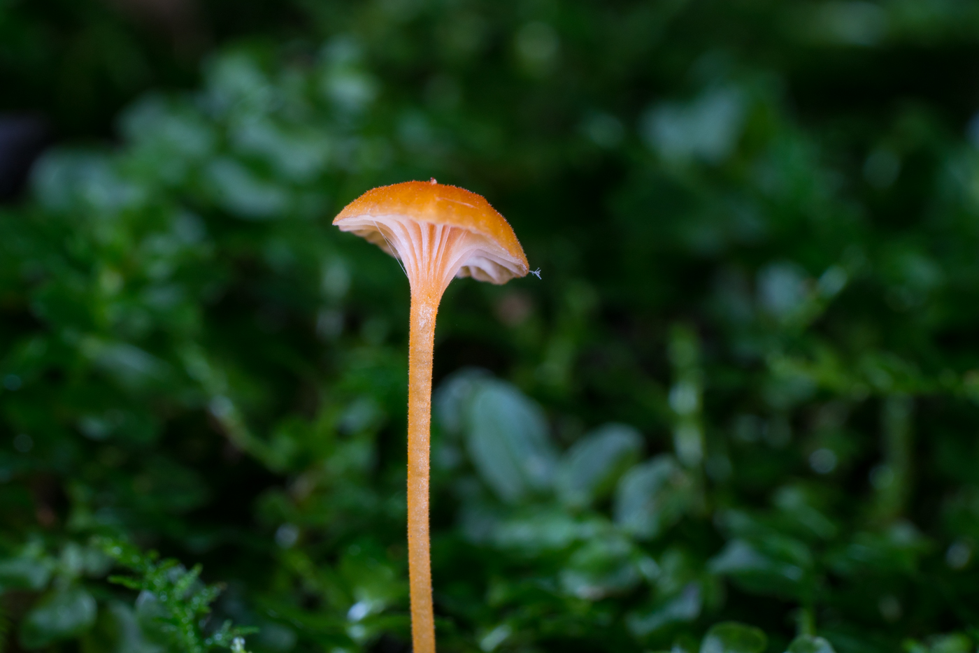 DSC04636.jpg