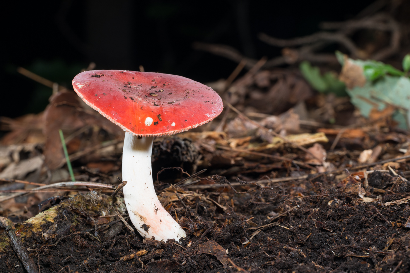 YDY05562.jpg