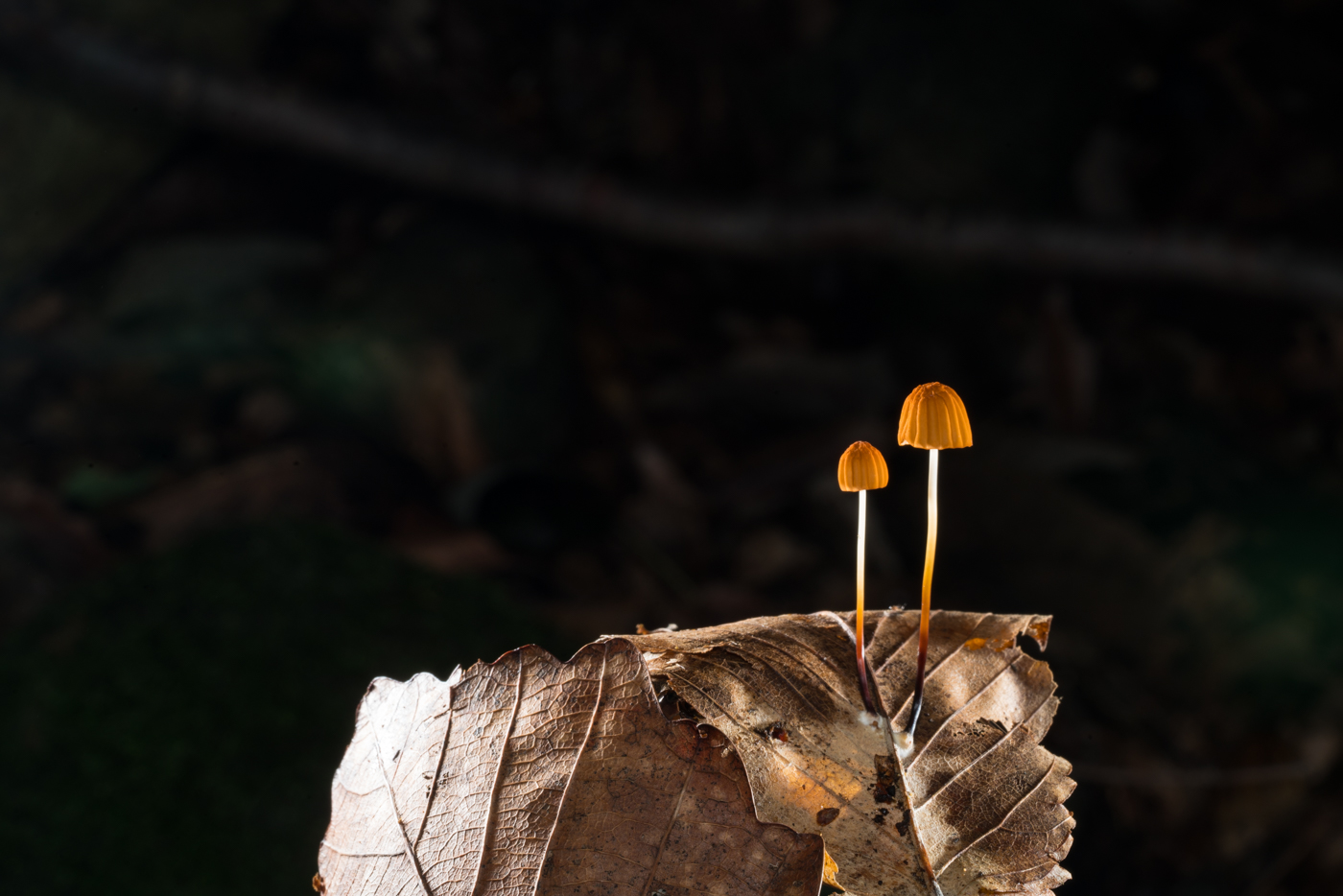 YDY05780.jpg