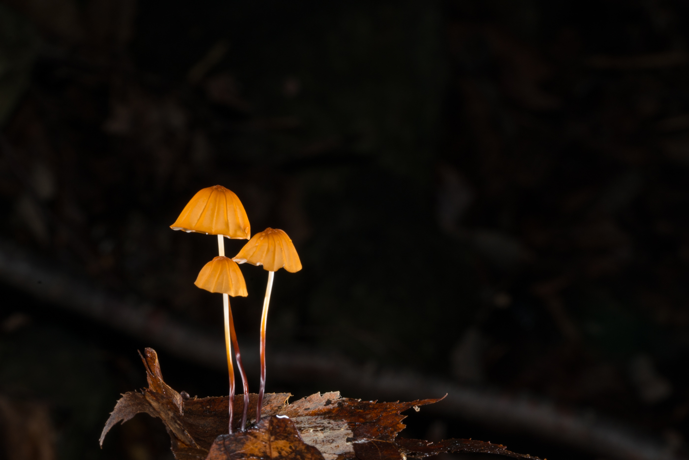 YDY05737.jpg