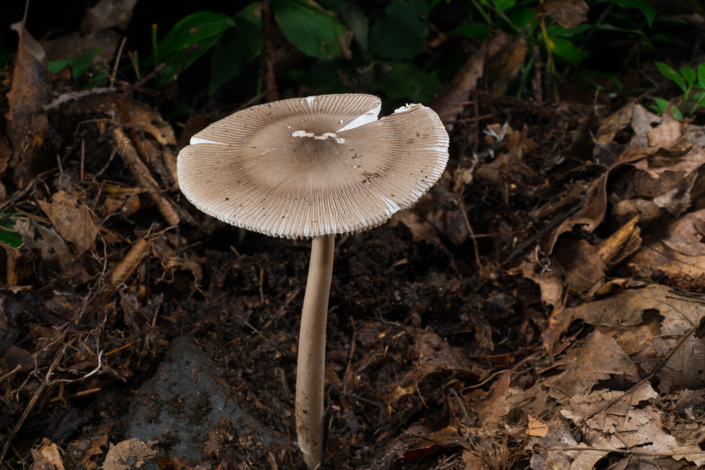 YDY04498.jpg